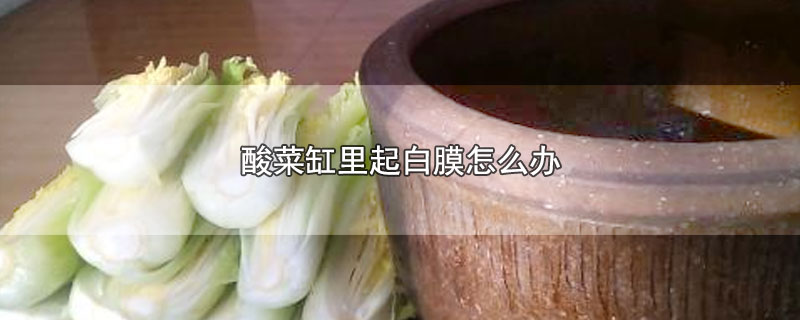 酸菜缸里起白膜怎么办