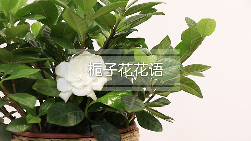 栀子花花语