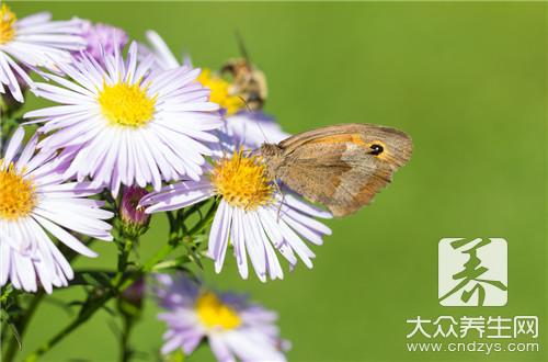 木菊花有毒吗