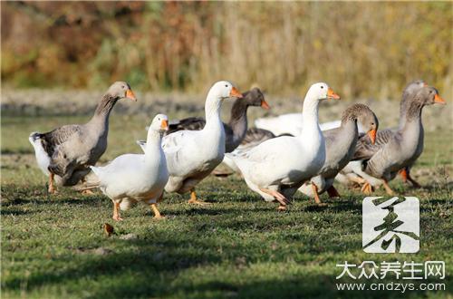 鸭子和鹅区别表现在这些方面