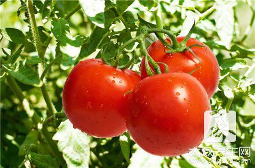 晚上吃番茄可以减肥吗？
