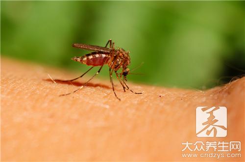 蚊子的危害有哪些？