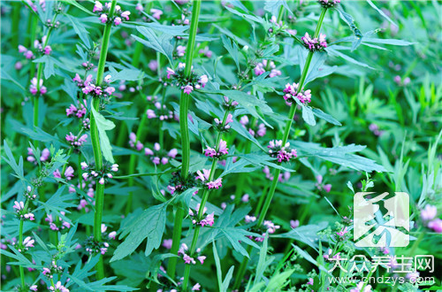 矮豚草蒿葎草藜过敏