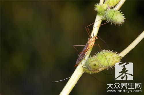 苍耳子怎么吃才没有毒