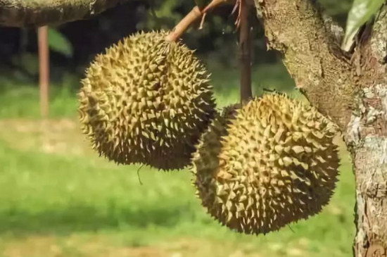 榴莲核用处