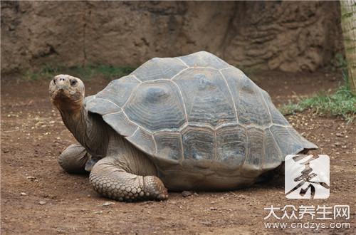  醋鳖甲怎么煎