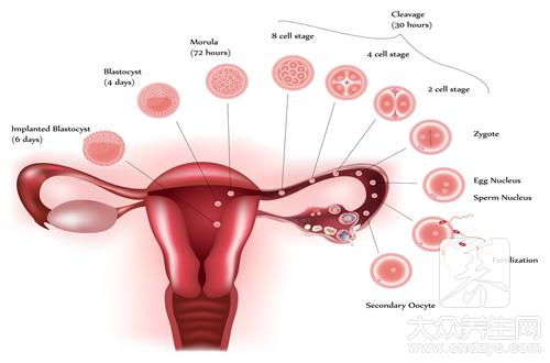 如何保养卵巢 6款滋养卵巢的药膳方