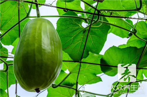 冬瓜全身都是宝 五大食疗方夏日消暑祛湿