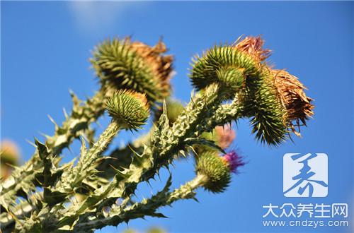 苍耳子的药用价值有哪些呢